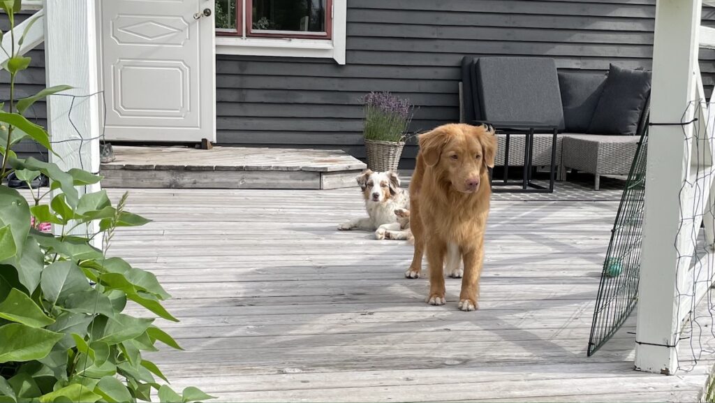 Hund stannar på altanen