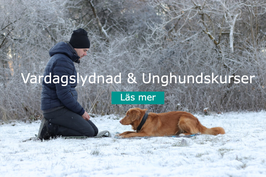 Vardagslydnad och unghundskurser i Norrtälje