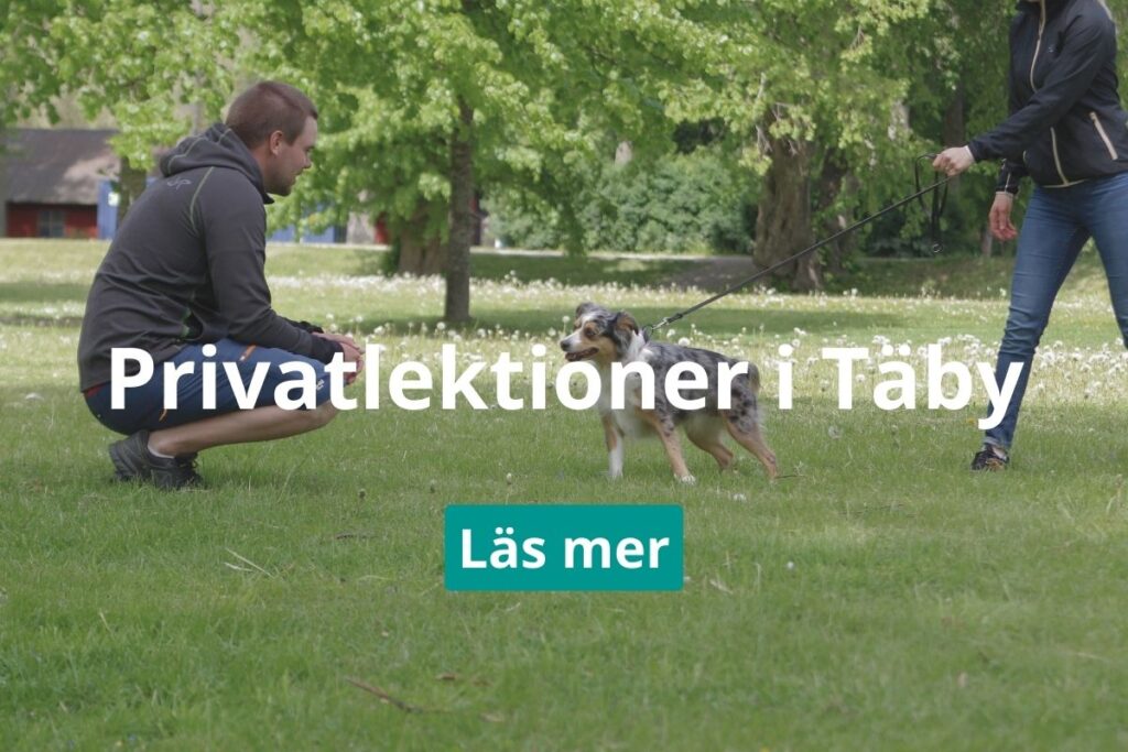 Privatlektioner för hund i Täby och Danderyd