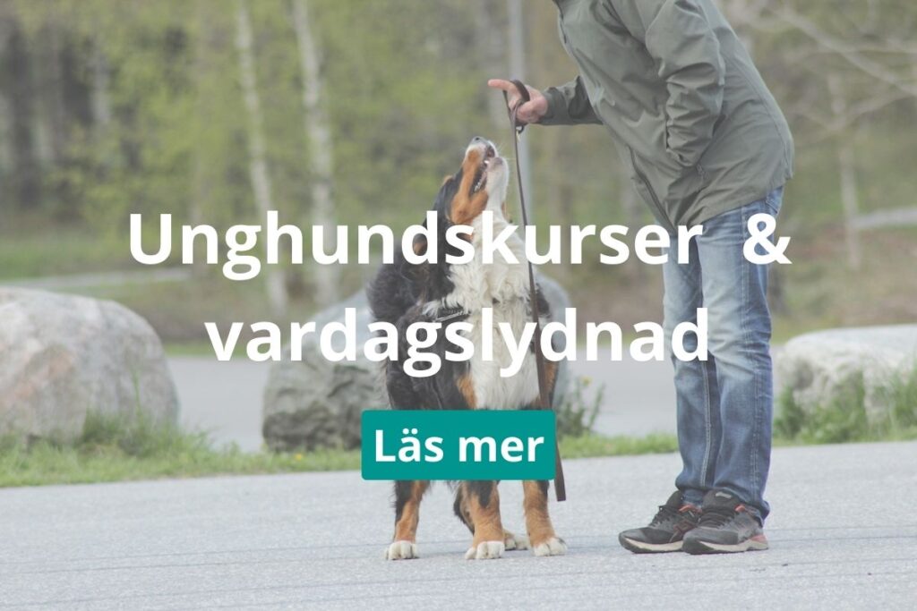 Vardagslydnad, unghundskurser och slyngelkurser i Norrtälje