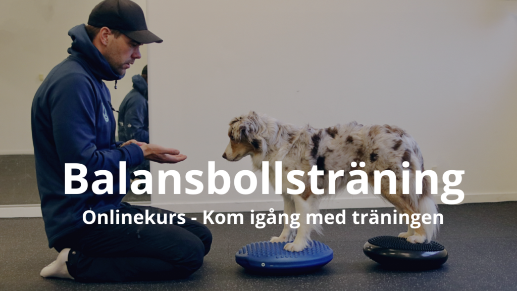 Balansbollskurs online - Kom igång med träningen