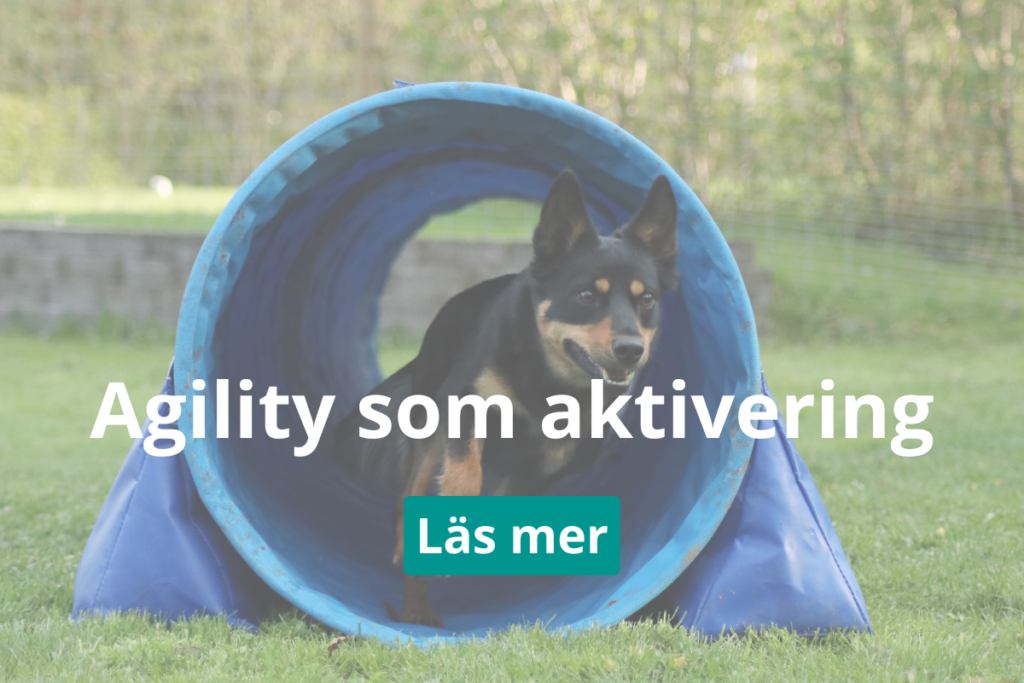 Agility som aktivering i Norrtälje