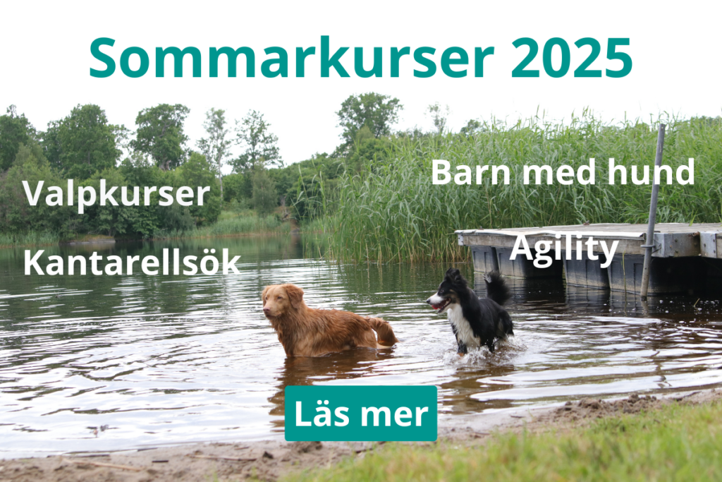 Sommarkurser 2025 i Norrtälje för hundägare