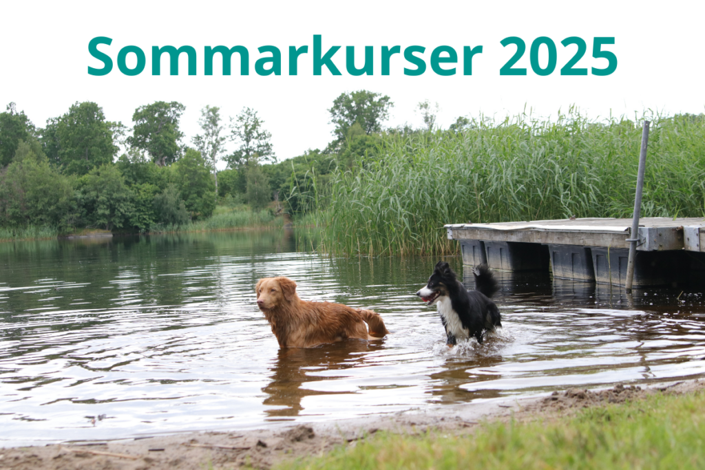 Hundkurser för hundägare i Norrtälje sommaren 2025